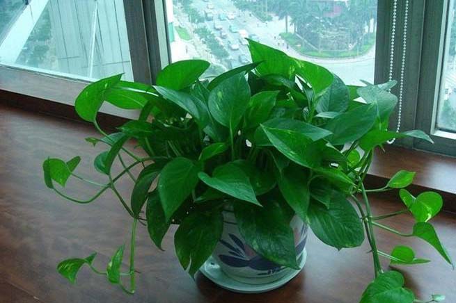 去除甲醛的方式：綠植吸附甲醛