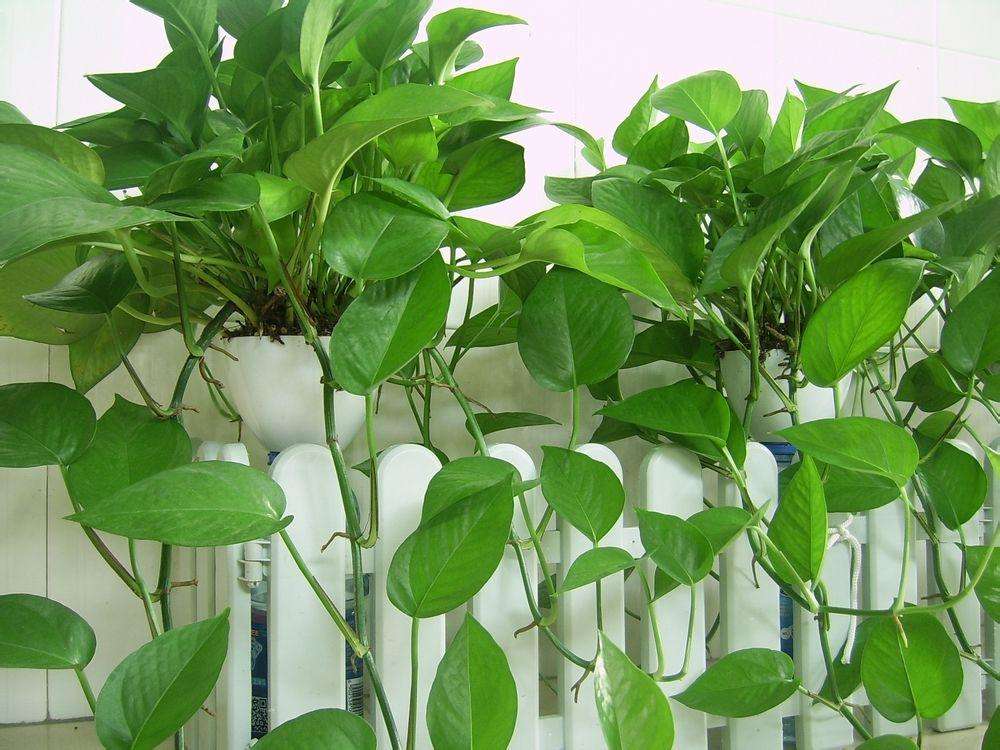 新房一定要注意的除甲醛問題
