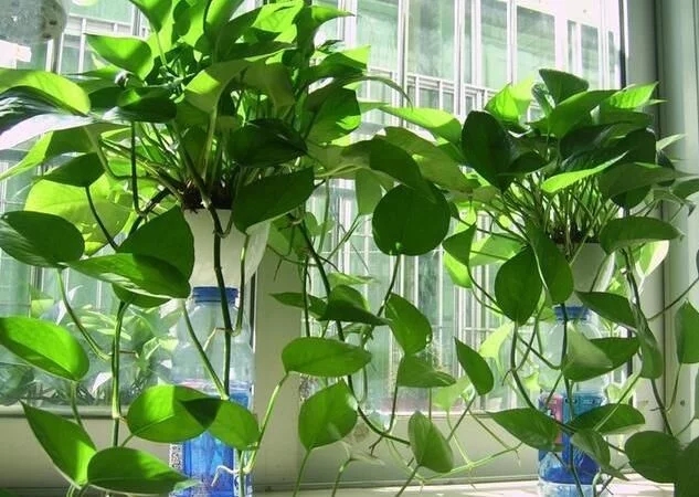 最適合辦公室養(yǎng)的8種植物 防輻射除甲醛還能凈化空氣