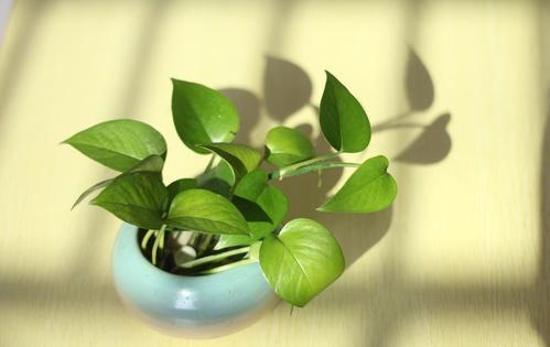 新房入住半年還有甲醛？聰明人養(yǎng)這幾種植物